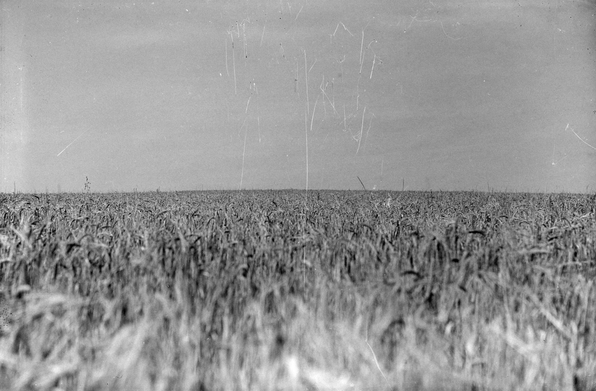 Sädesfält till Sv. Lantm. Centrf. september 1937, 12618.
