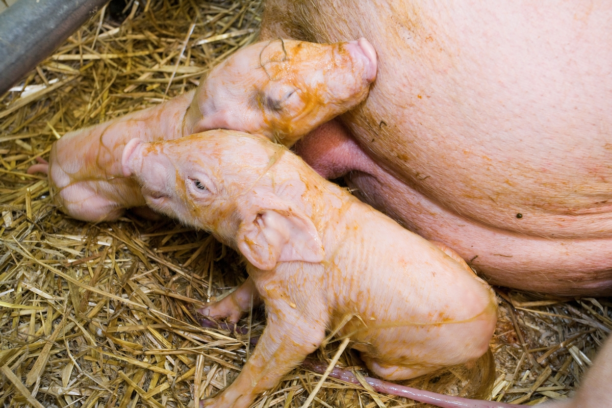 Nyfødte grisunger