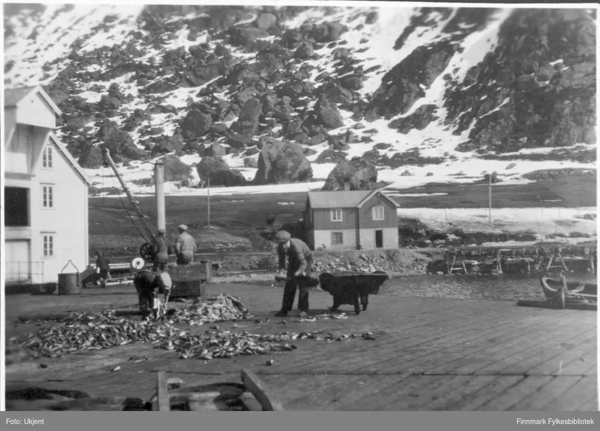 Påskrift på bildet: "Fiskesjau på kaia. Det nye bakeriet i bakgrunnen 1935." Bildet er tatt i Øksfjord og viser arbeidende fiskere på en kai. På kaia kan man se en kran, trillebår og trekasser. Mennene er kledd i arbeidsklær. Personen til venstre som er bøyd ned for å plukke opp fisk kan være en liten gutt. I bakgrunnen kan man fjellveggen og havet.