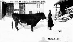 Kristine Narbuvoll med en okse