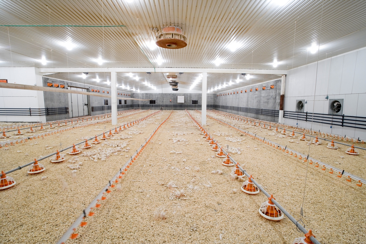 Foringsautomater og kyllinger i kyllingefarm