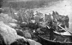 Fangst av sild. Bilde fra fotoinnsamlinga i Frei kommune 197