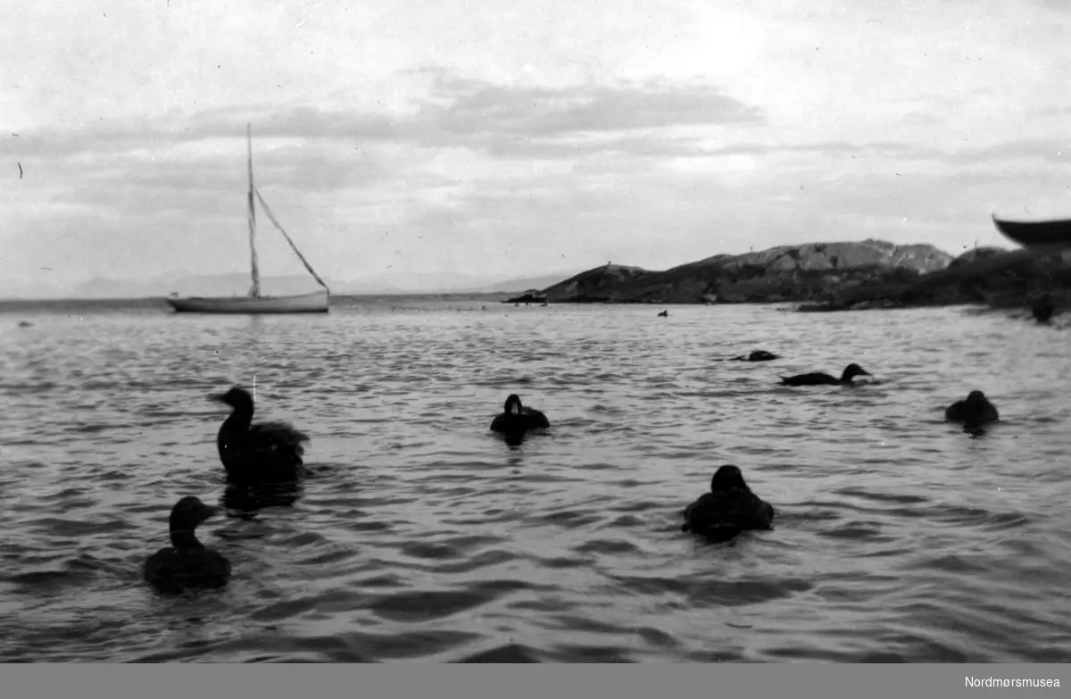 Ender svømmende ute i havgapet med en seilbåt i bakgrunnen. muligens fra
Kristiansund.
Fra Nordmøre museums fotosamlinger.
