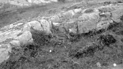 Fotografi av en hekkende ea (ærfugl). Bildet er trolig tatt 