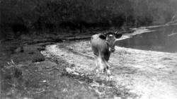På bildet ser vi en ensom ku på vandring langs strandlinjen.