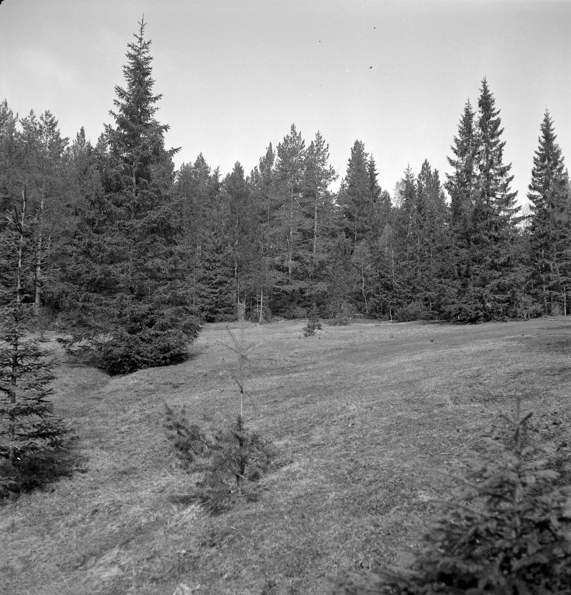 Nygårdsvollen ved Hommelvik