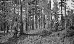 Blinking i furuskog på Borgerud, som ligger på Sokna i Norde