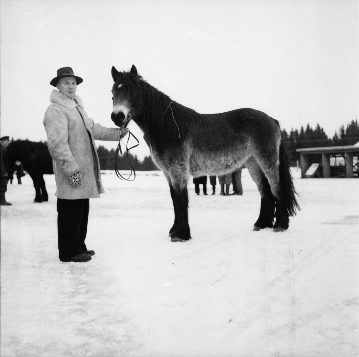 Vardens arkiv. "Hestesjå på Klosterskogen"  21.01.1954