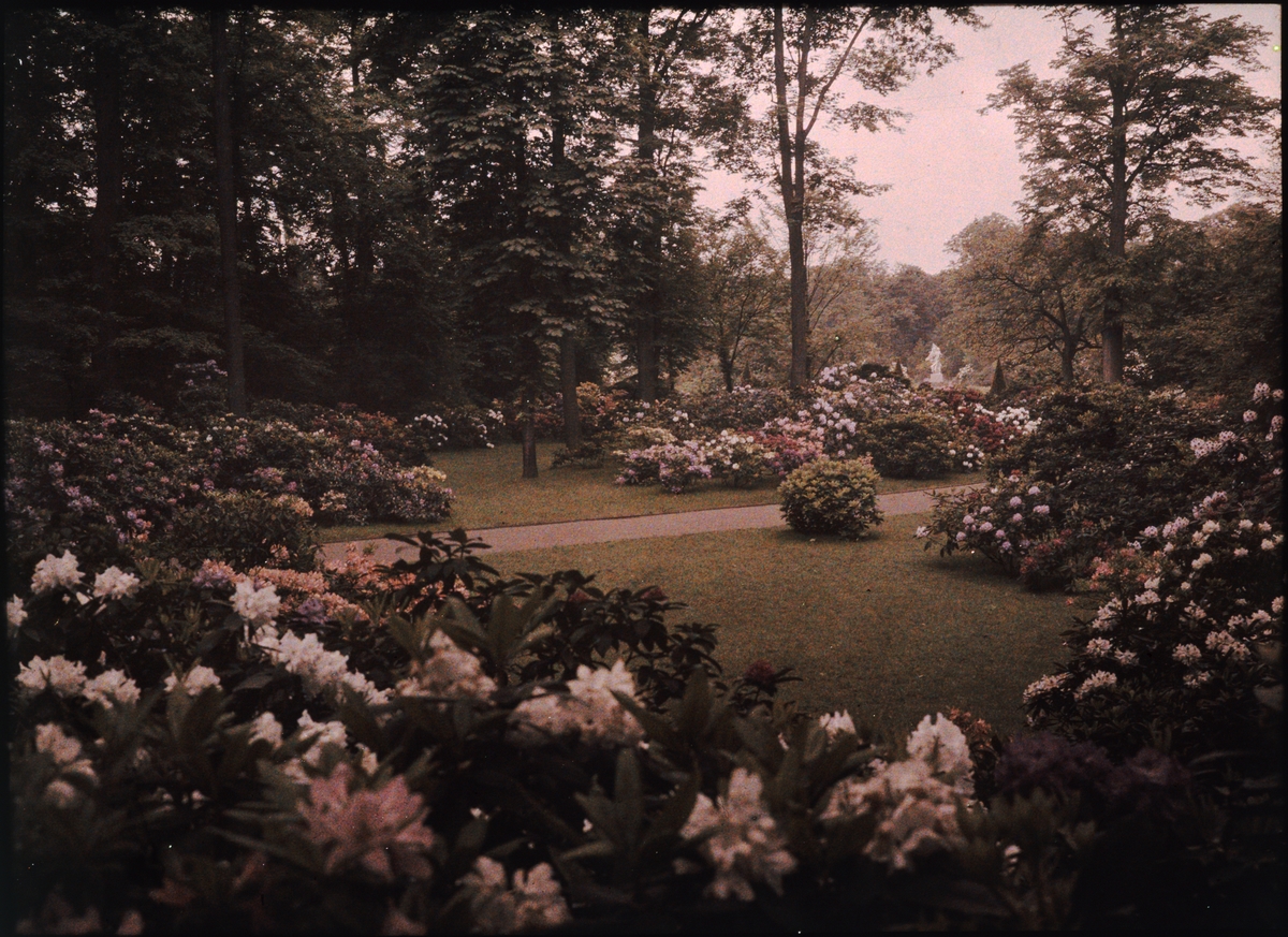 Lumières-autokrom. Stor trädgårdsodling av rododendron i Dresden. Fotograferad i maj 1910 med f/48, 90 sek. exponering.