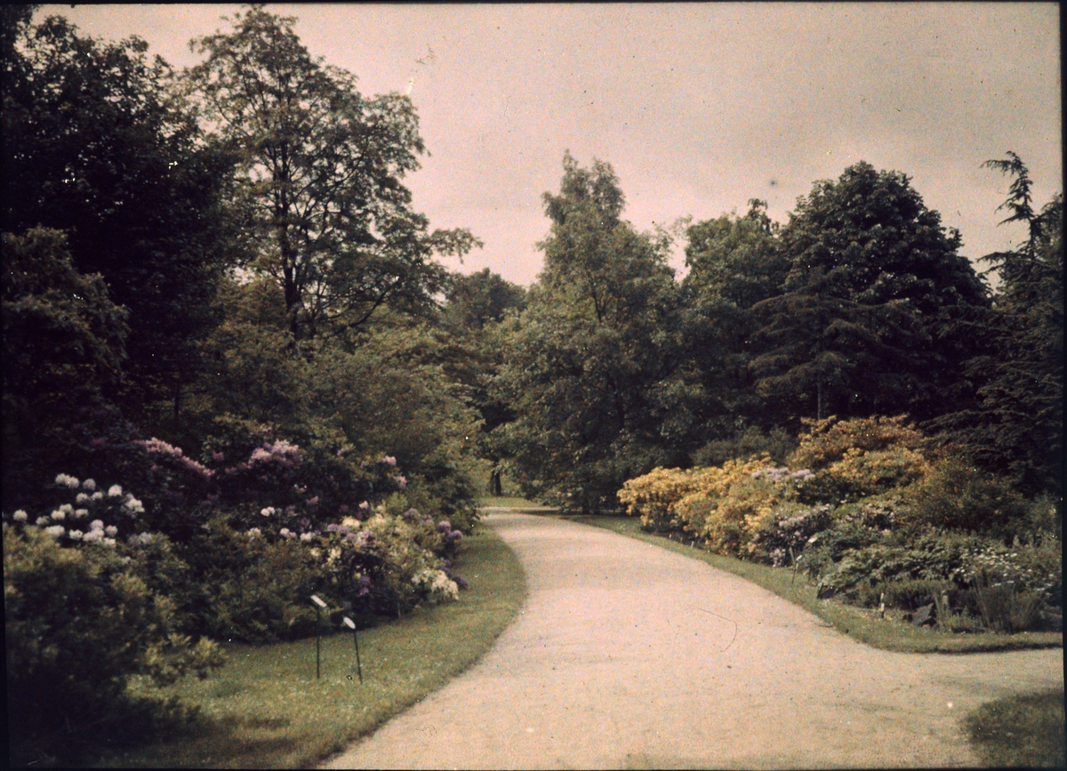 Lumières-autokrom. Stor trädgårdsodling av rododendron i Dresden. Fotograferad i maj 1910.