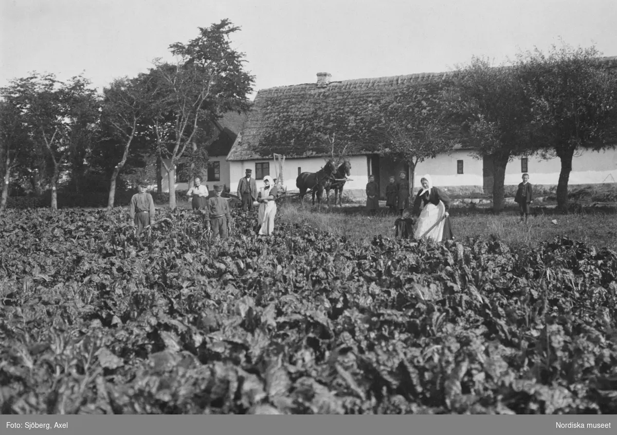 Betupptagning i Västra Klagstorp socken i Skåne. Män, kvinnor och barn står i ett fält med betor. I bakgrunden två förspända hästar och en vitputsad byggnad bland träd.