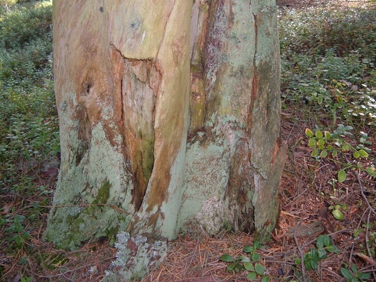Tjärtall
Foto av tjärtall, närbild. Spår efter sk tjäruväckeri, där levande tallar skattades på tjärved.Tydliga huggspår. Tallen är död. 
Raä 237 e, 2007-09-02