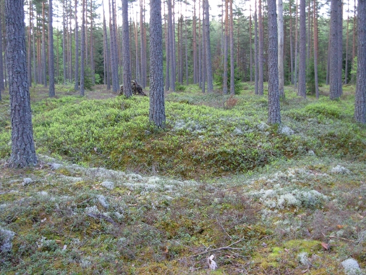 Kolbotten
Foto av kolbotten efter resmila, rund. Omgiven av ränna..
Raä 524 b 2010-05-25