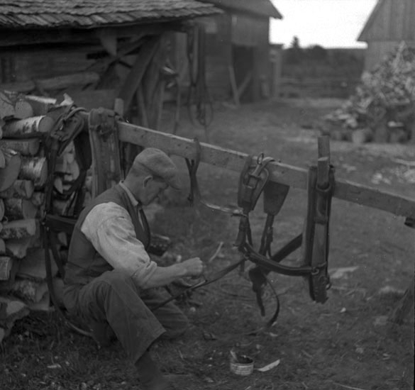 Kalvsvik Norregård, selvård. En sittande man med keps vårdar remmar till seldon.