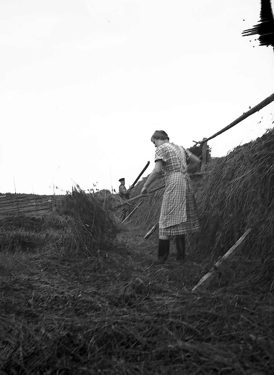 Bilden visar höslåtter på gården Jon Jons i Trödje den 13 juli 1939. Gården ägdes av systrarna Stina och Karin Jonsson. Reportage för Norrlandsposten.