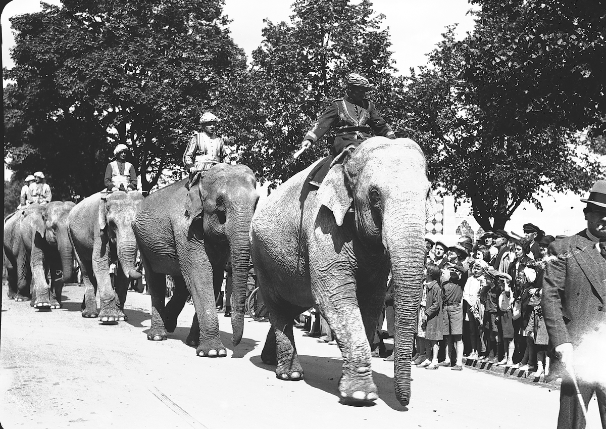 År 1938. Vårreportage. Cirkusparad. Reportage för Gefle Dagblad
Elefanter