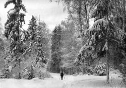 Skiløper i Kallumskogen i Moss.