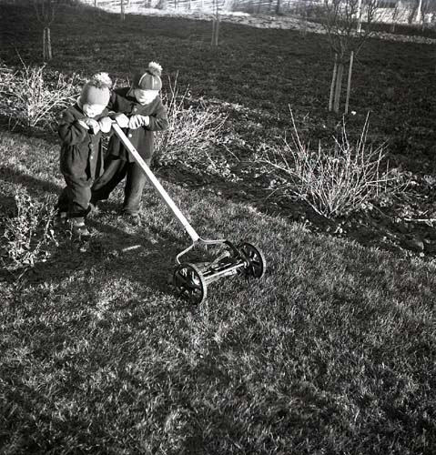 Vintern syns inte till denna decemberdag 1951 då två barn klipper gräset. Gräsmattan är frodig och pojkarna skjuter klipparen framför sig iförda mössor och vantar. Buskar planterade i trädgården har kala grenar och träden i bakgrunden likaså.