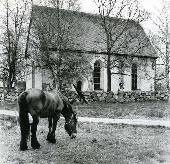 Vid Enångers gamla kyrka. En häst går och betar utanför kyrkan.