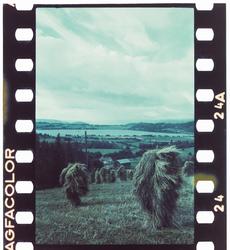 Kornnek i forgrunnen med Levanger i bakgrunnen.