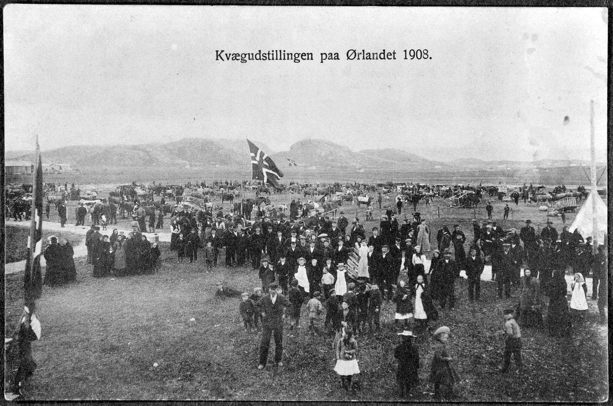 Kvegutstilling på Ørlandet 1908