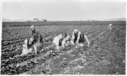 Nepetynning i åkeren hos Sverre Aas.