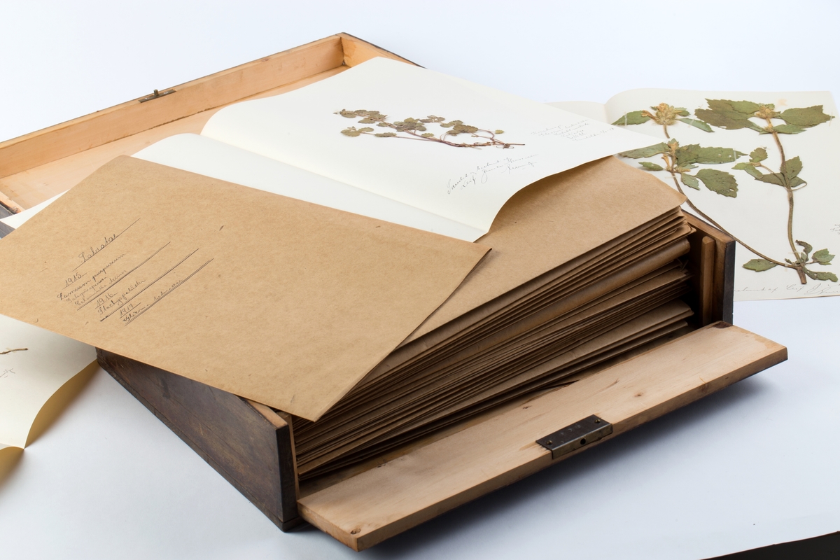 Skrin med herbarium sortert med en folder for hver familie.