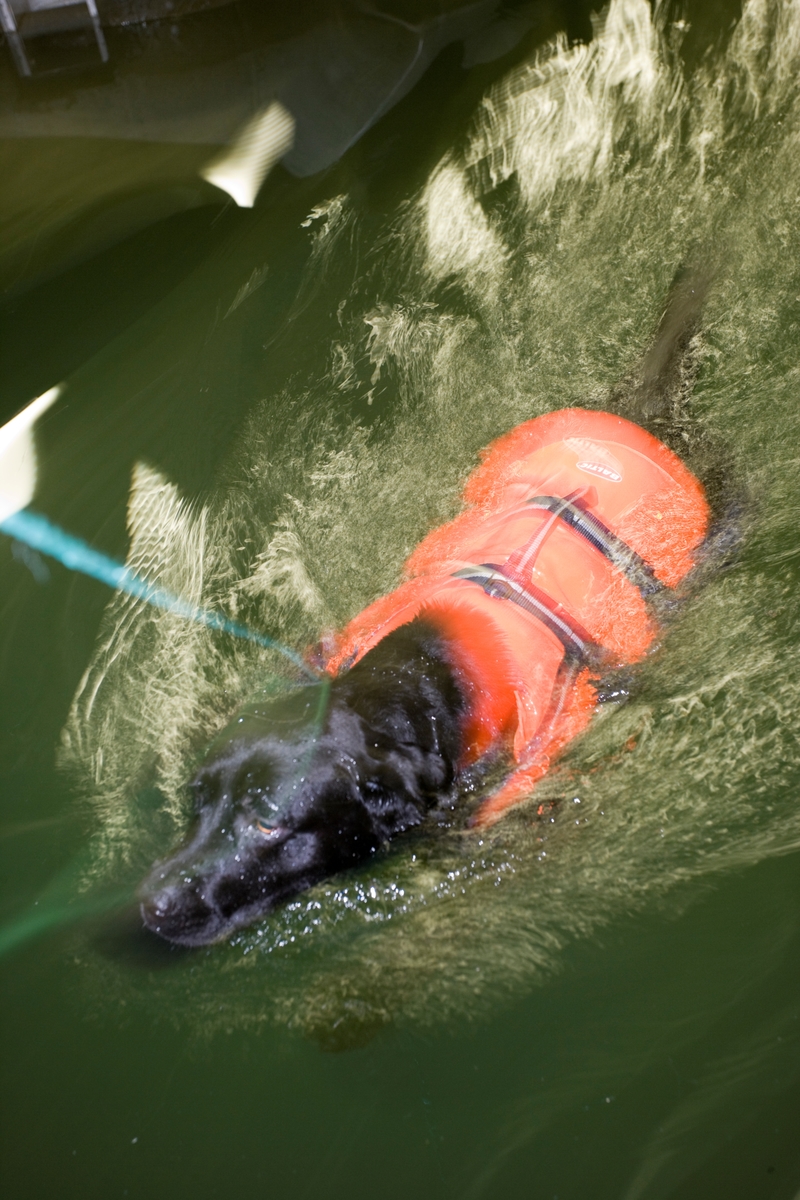 Svømme- og rehabiliteringssenter for hest. Hund svømmer i svømmebasseng.