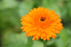 Urter i urtehagen til Norsk Farmasihistorisk Museum