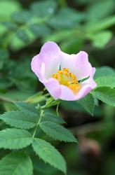 Urter i urtehagen til Norsk Farmasihistorisk Museum