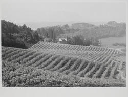 21000 frukttrær i blomst, Norderhov