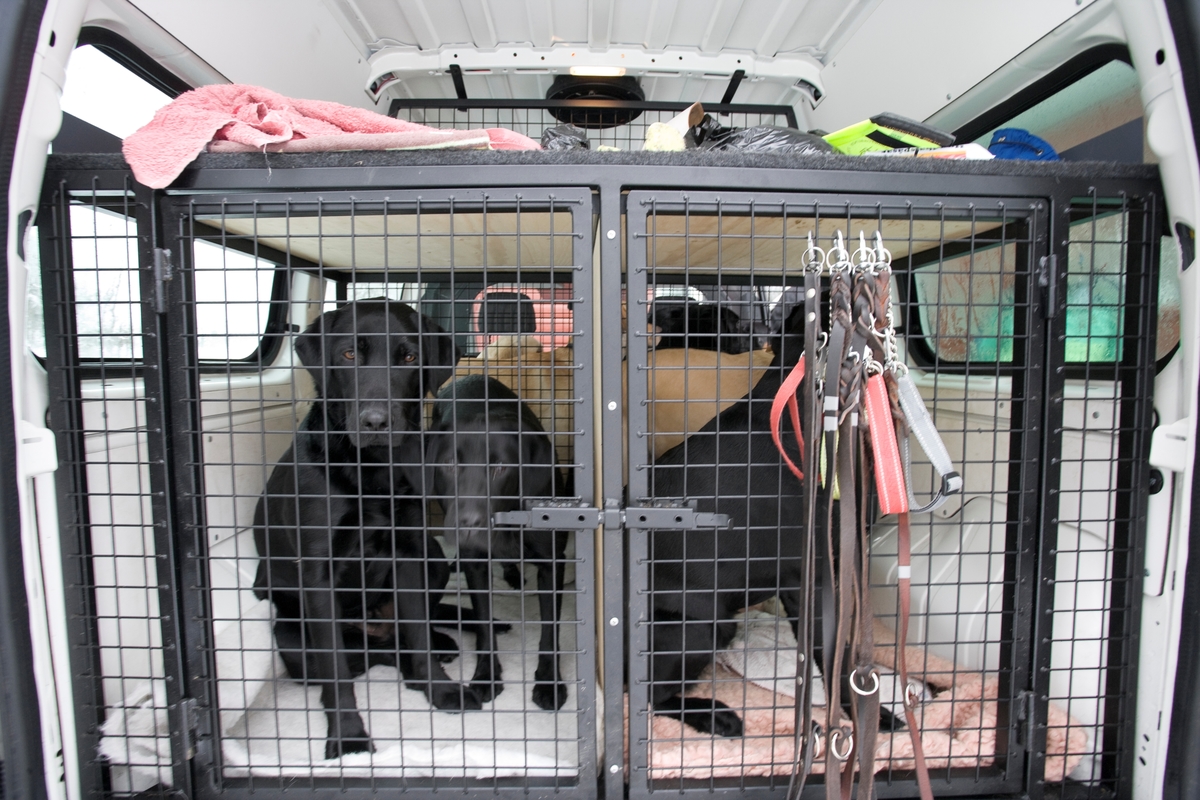 Førerhundskole. To hunder i hundebokser i en bil.