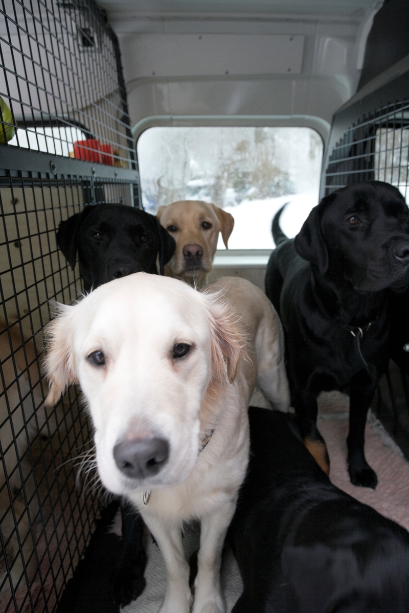 Førerhundskole. Hvit labrador i en bil som tihører førerhundskolen.