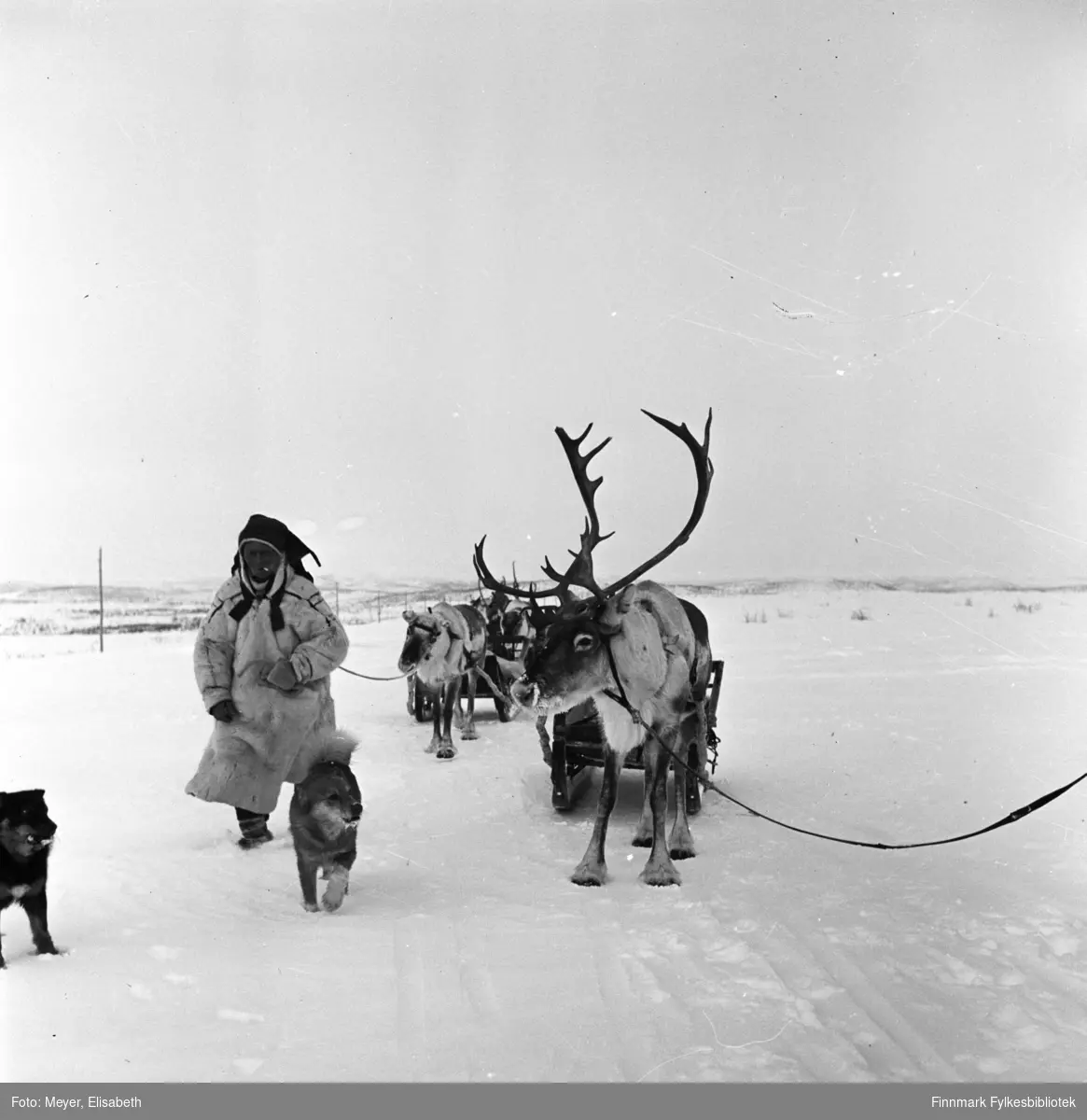 Raide med reindriftssame i hvit pesk foran raiden. Fotografert i Kautokeino i perioden 1939-40. Person ukjent.