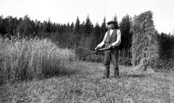 Skuronn med meieblekt (på ja-orv), Ole Ramberg i Rømskog, 19