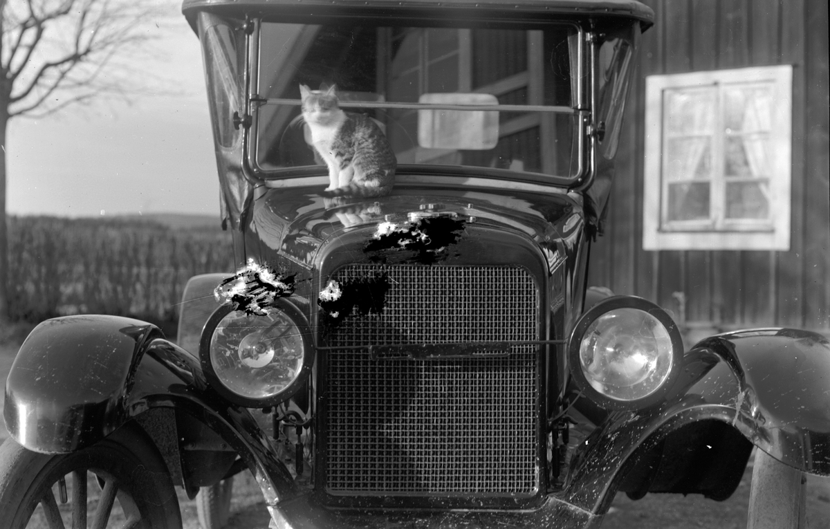 Katten solar sig på Josef Erikssons Overland bil, 1922 års modell.