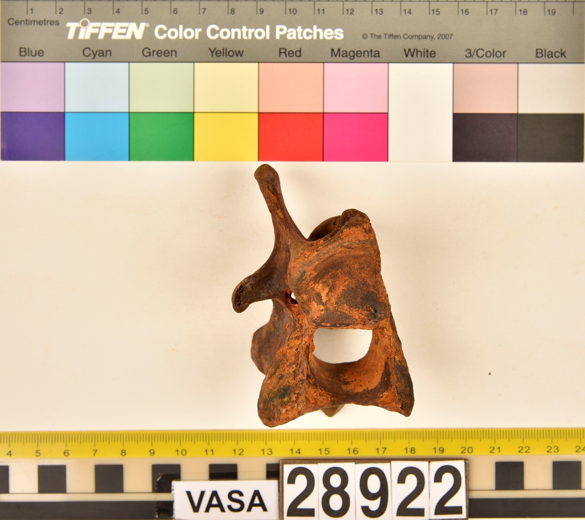 Ben från nötkreatur (Bos taurus).
1 st. halskota (vertebrae cervicale).
5 st. revben (costae).