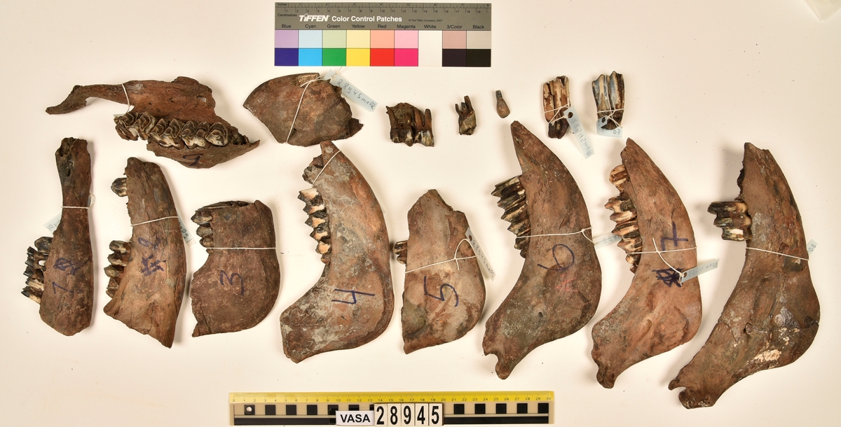 Ben från nötkreatur (Bos taurus). 
1 st. fragment av första halskotan (atlas).
1 st. andra halskotan (epistroheus).
8 st. halskotor (vertebrae cervicale).
10 st. bröstkotor (vertebrae thoracale).
14 st. ländkotor (vertebrae lumbale).
1 st. sista ländkotan (vertebrae lumbale).
1 st. skulderblad (scapula).
23 st. revben (costae).
12 st. strålben (radius).
5 st. armbågsben (ulna).
6 st. delar av bäckenben (pelvis).
6 st. överarmsben (humerus).
1 st. språngben (astragalus).
4 st. lårben (femur).
2 st. skenben (tibia), (en har en lös nedre/distal ledyta/epifys).
1 st. övre del av skenben (tibia).
2 st. delar av överkäkar (maxilla).
1 st. käkfragment (mandibula).
6 st. tänder (dentes).
8 st. underkäkar (mandibula).