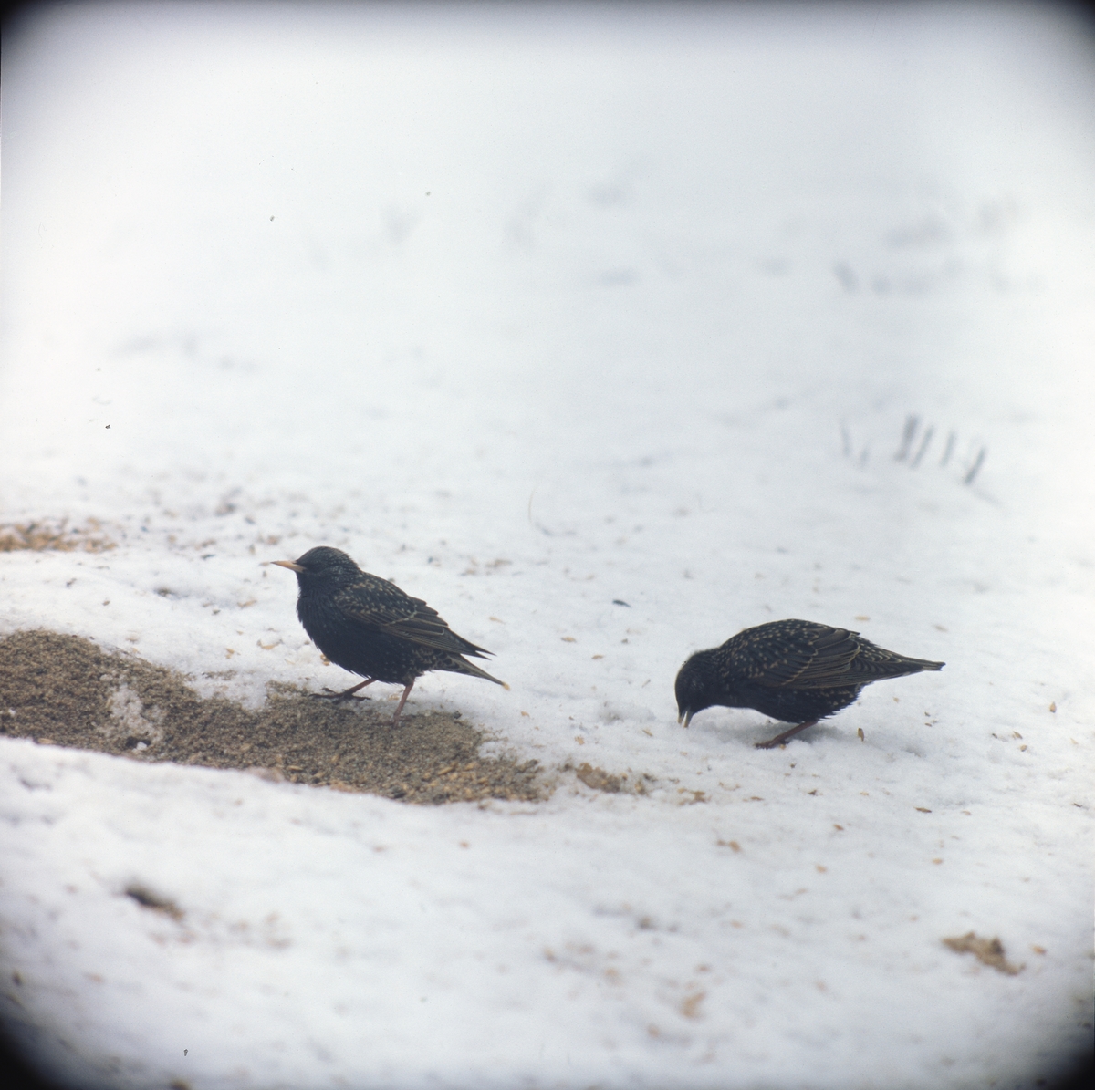 Två starar äter fågelfrön som ligger i snön.