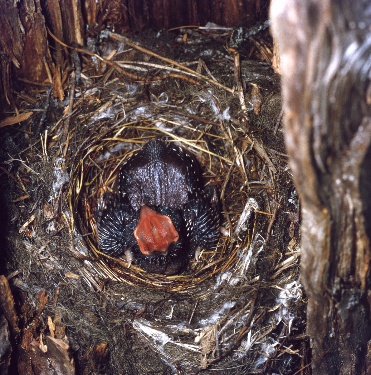 Ett fågelbo av gräs, kvistar och dun i en ihålig trädstam. I boet ligger en unge som gapar stort.