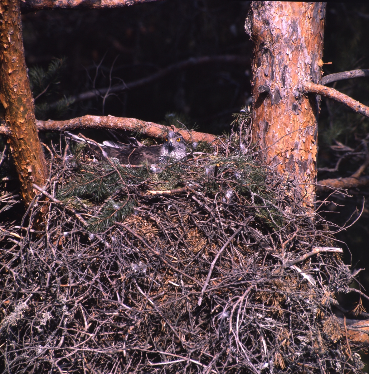 En rovfågel ligger på ett stort bo av kvistar och tallris uppe i en tall.