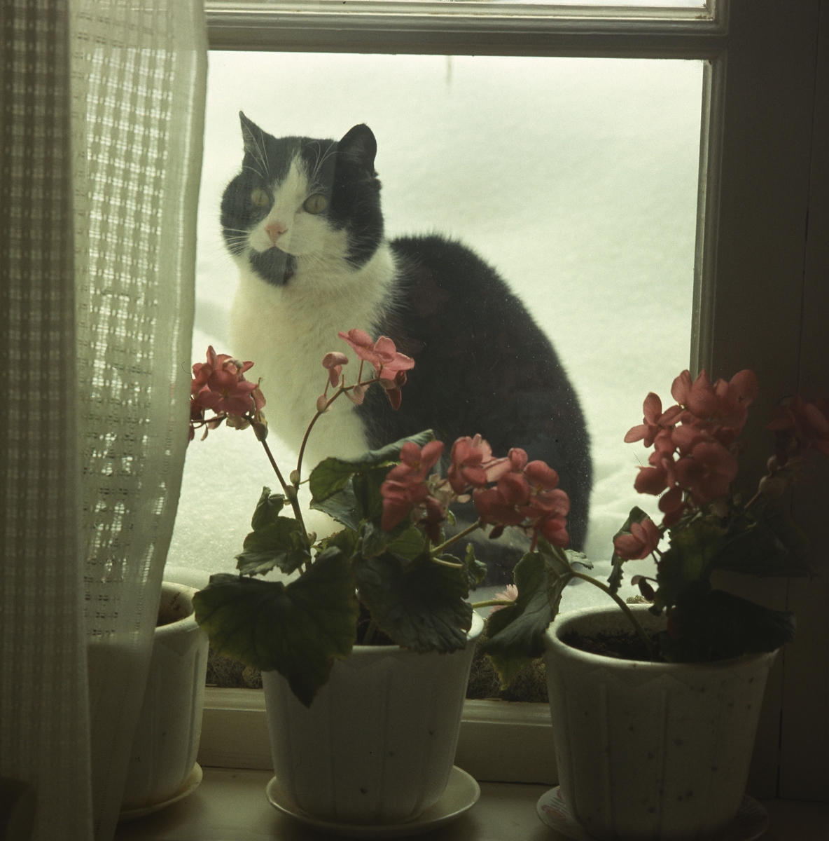 En svartvit katt sitter i snön utanför ett fönster och tittar in. I ...