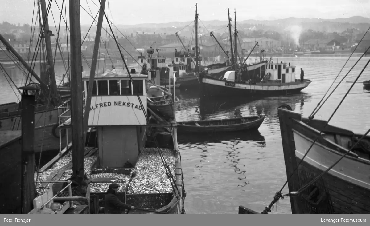 Sildefiskere i Levanger havn, båten Alfred Nekstad.