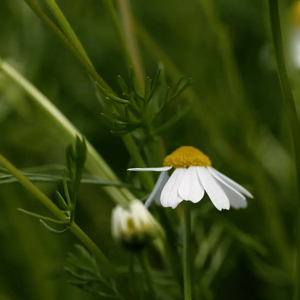 Kamilleblomsten likner på små prestekrager; lange, smale, hvite kronblader som vokser tett rundt en stor, gul knapp. PÅ denne blomsten er kronbladene nærmest vrengt nedover fra knappen.