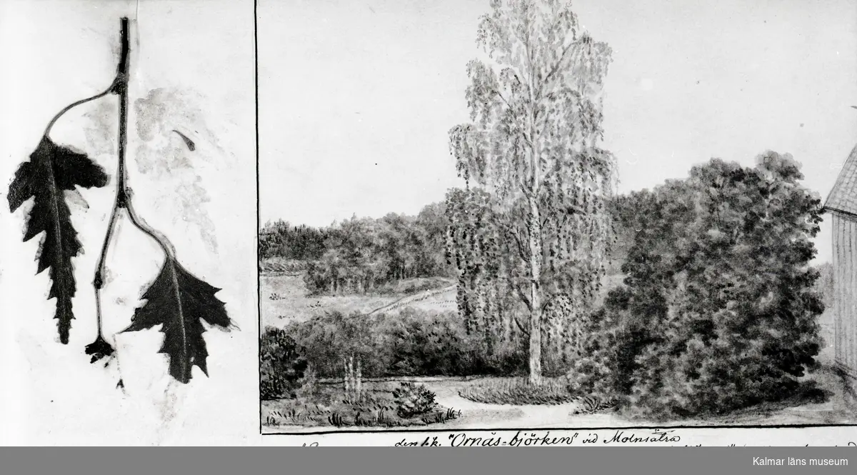 Den så kallade Ornäsbjörken vid Molnsätra. Teckning av Catherine Elise Sylvander 1874-75.