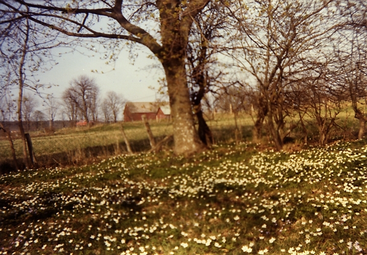 Vitsippor i Heljesgårdens trädgård med utsikt mot Holmagården, Bolum.
1970-1980-talet.