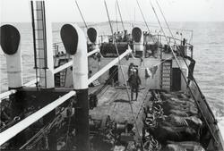 Vannbøfler ombord i D/S 'Hermod' (b.1925) på reise mellom Ba