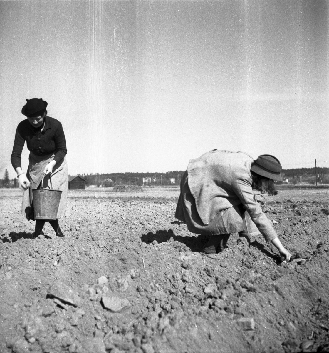 Potatissättning.
Våren 1940
