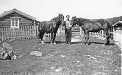 Hester, person, gjerde, grind, seterhus.