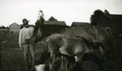 Mann, hest og føll i Galåsen.